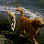 Dog Walking