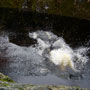 Dog Walking Sidney BC