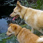 Dog Walking Sidney BC