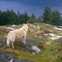 Pet Sitting Victoria BC